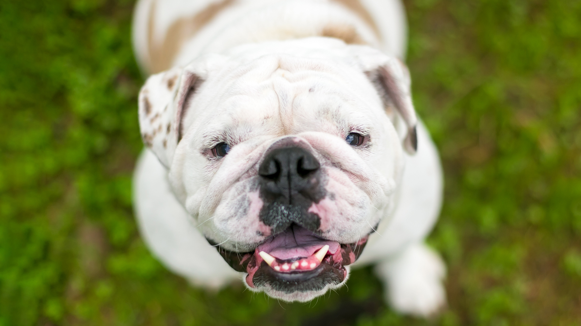 English Bulldog smiling while standing on grass.