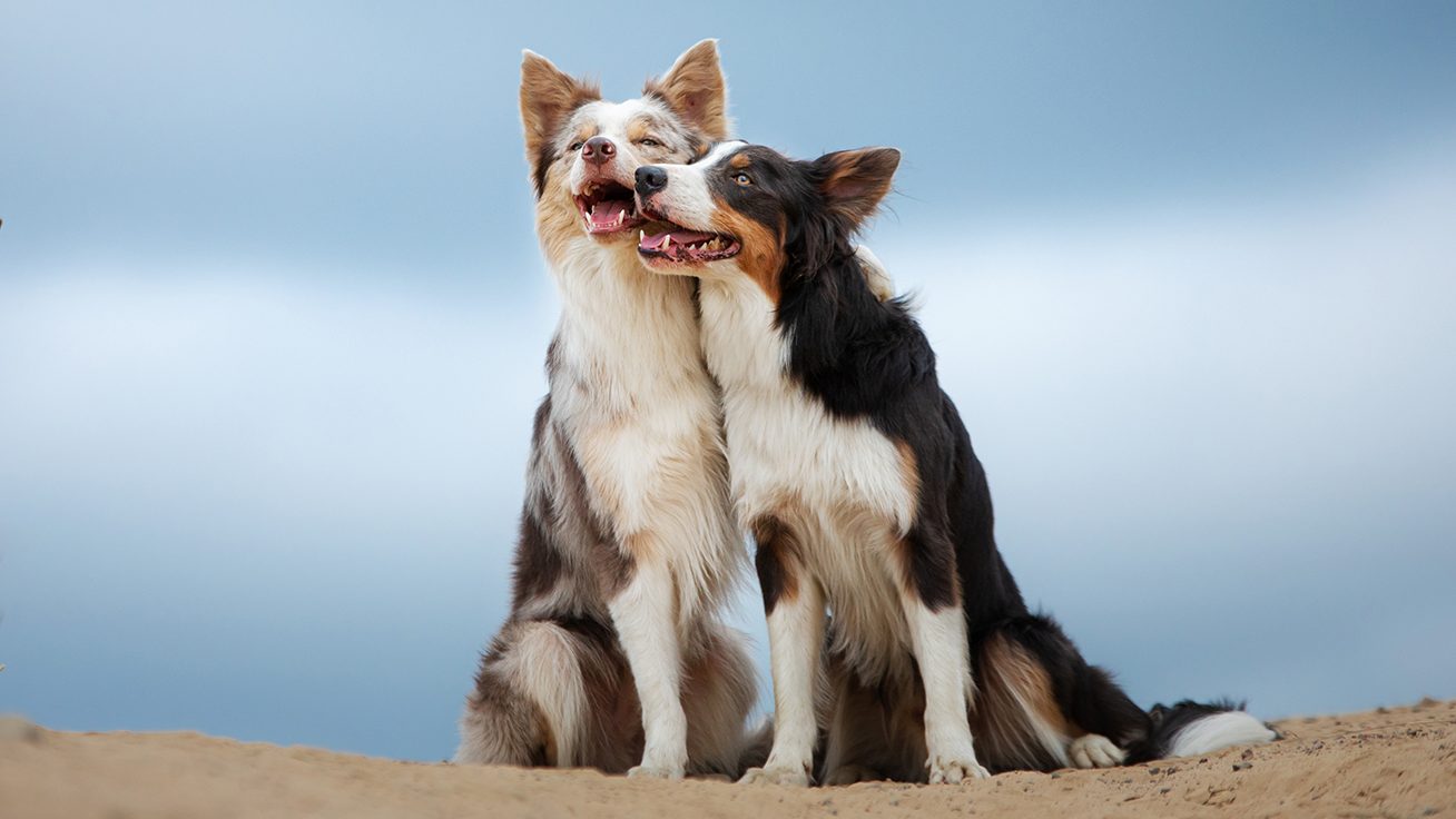 Two Australian Shepard dogs sitting outside and touching faces