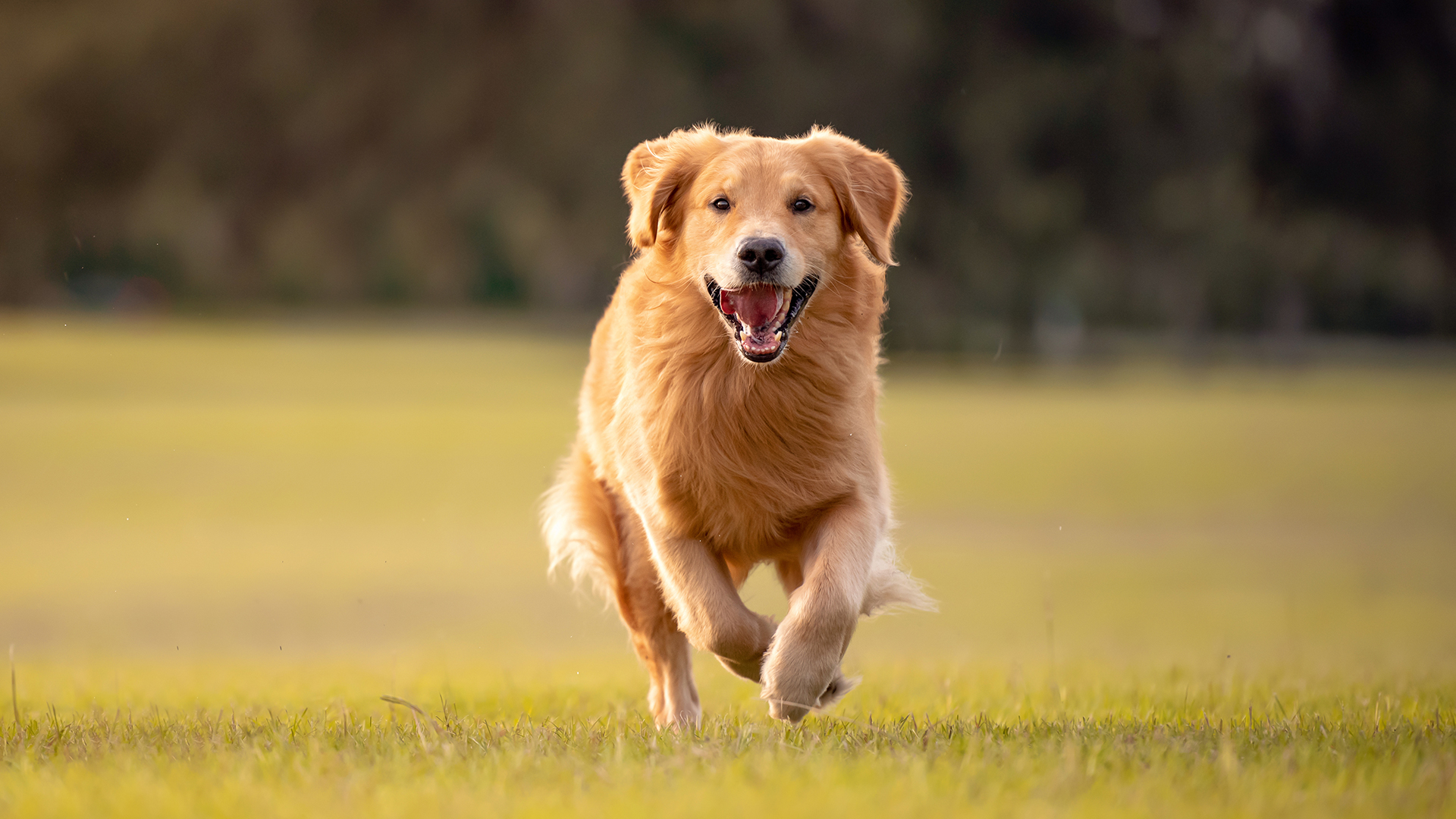 A golden retriever is running in an open field.