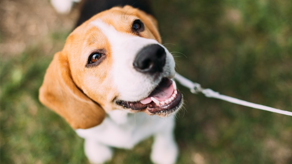 A hound dog on a leash looking up with an open mouth.