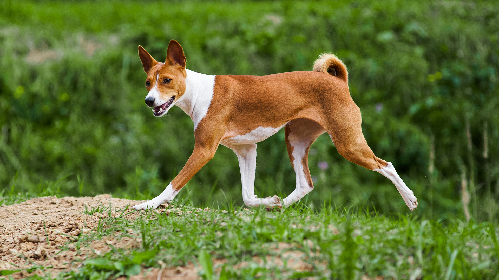 Basenji dog walking on grass.