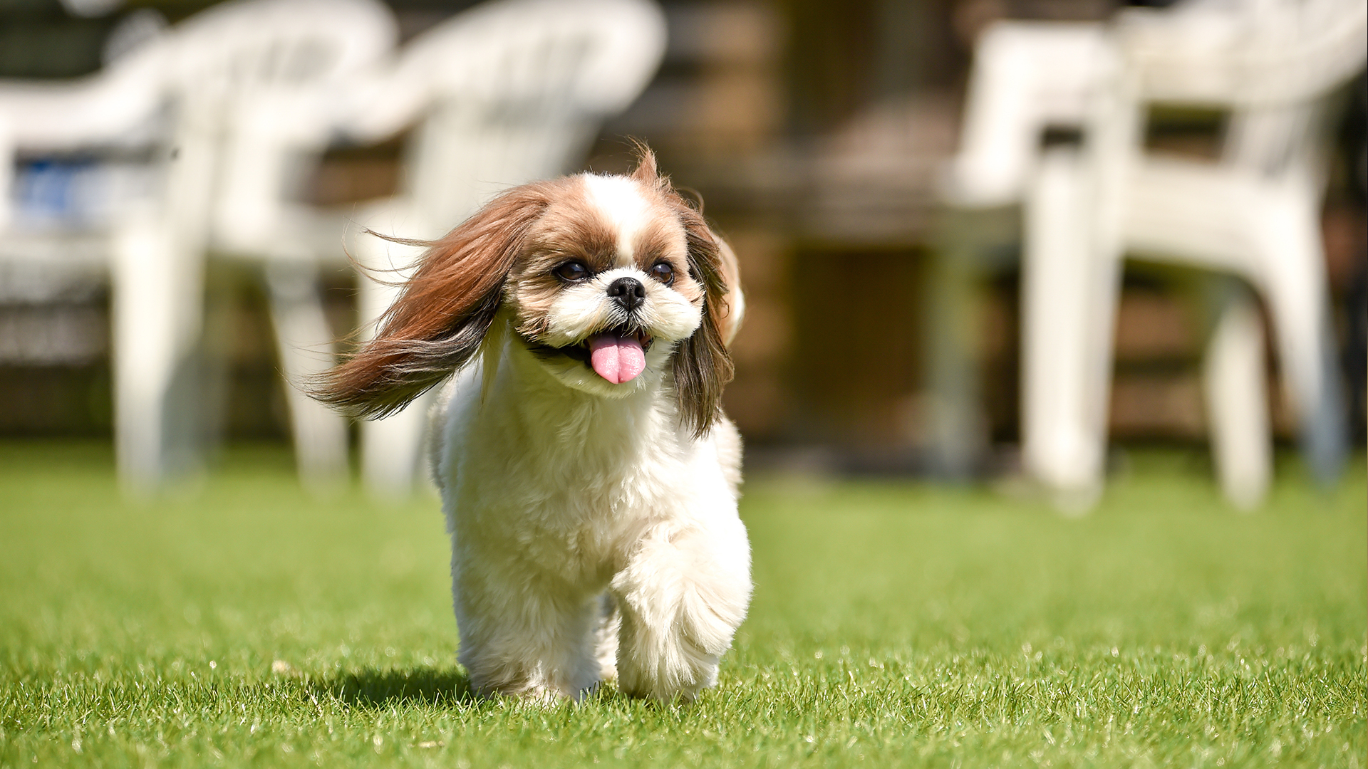 A Shih Tzu is outside walking on the grass with its tongue out.