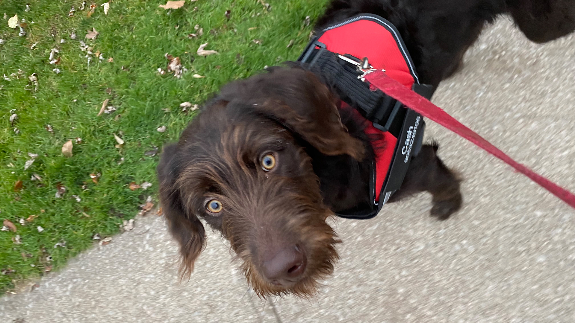 A brown dog in a red harness is outside on a walk.